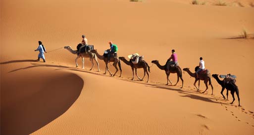 Excursion sur les chameaux